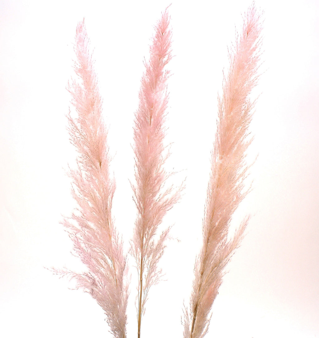 Medium Pampas Grass - Pink - MNR Beauty Boutique