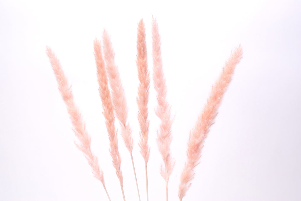 Mini Pampas Grass - Pink - MNR Beauty Boutique