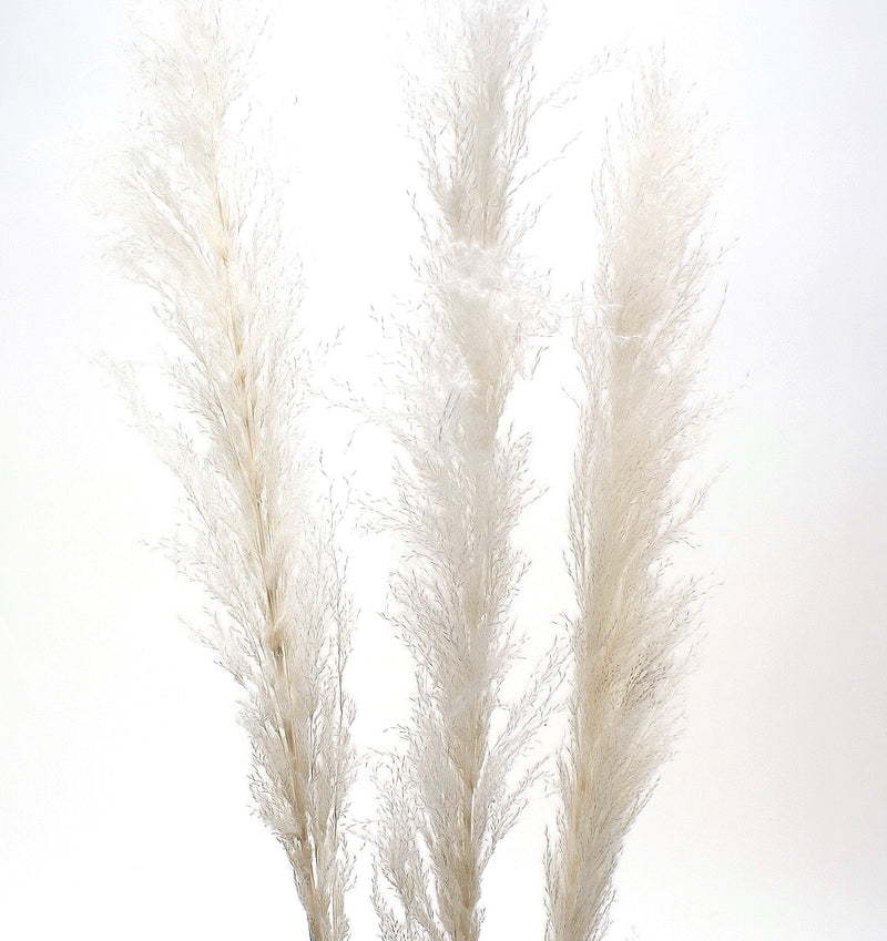 Large Pampas Grass - White